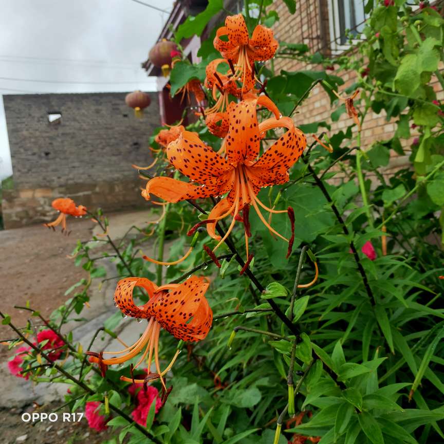 马兰开花二十一