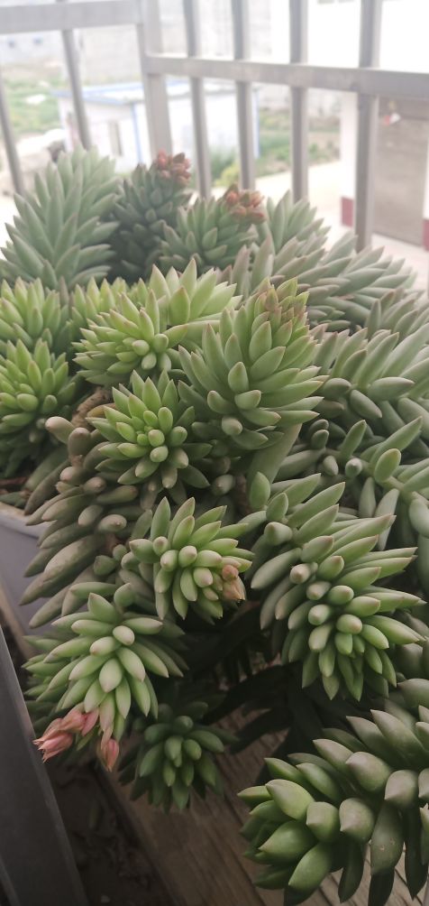 小巧千佛手