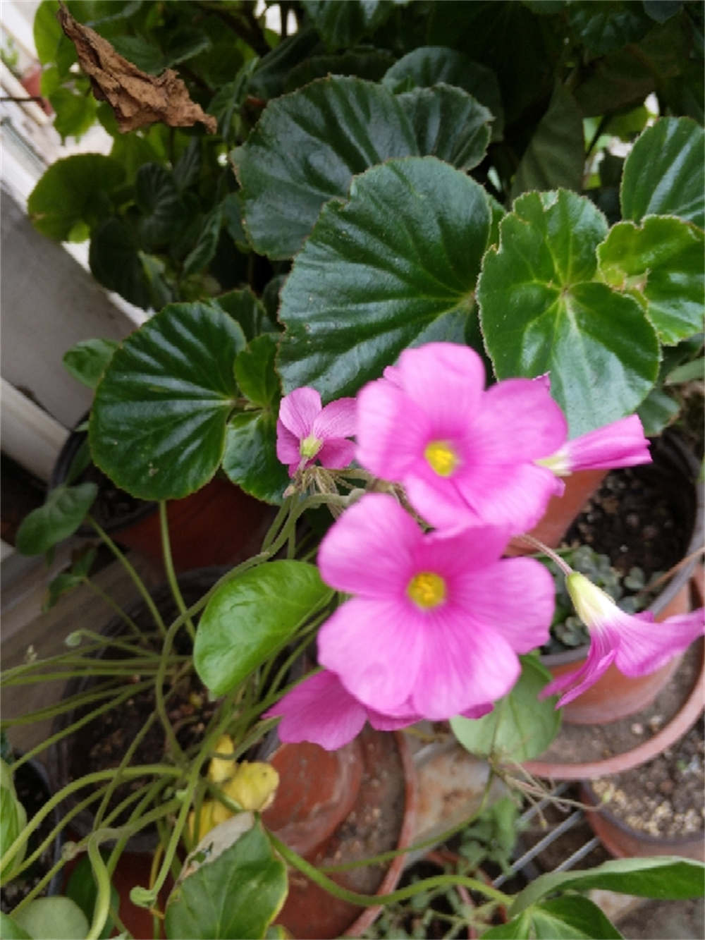 不大的大花酢浆草