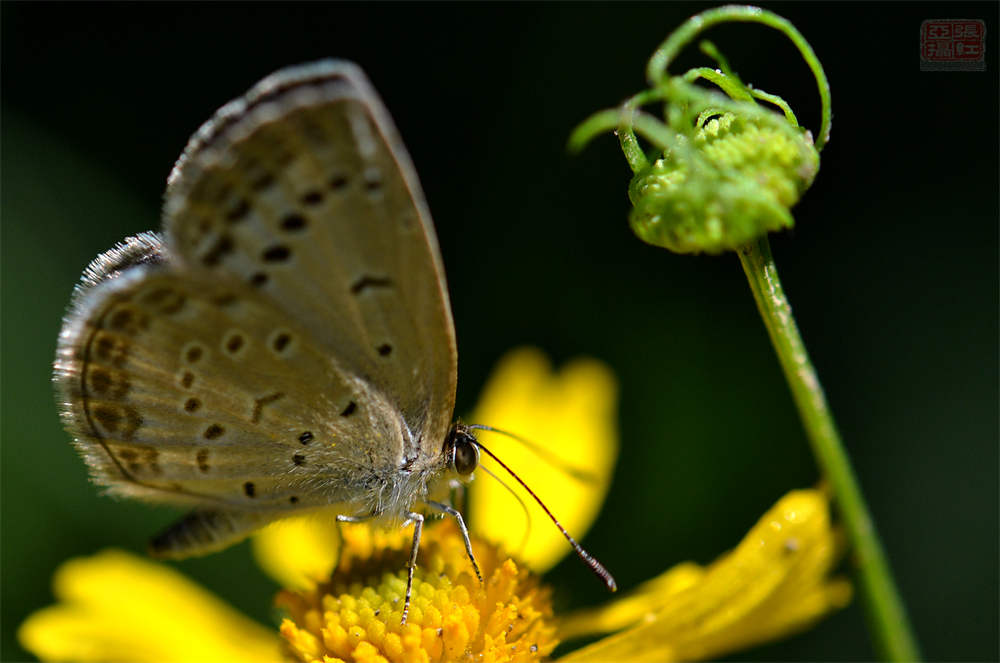 堆心菊美图赏析
