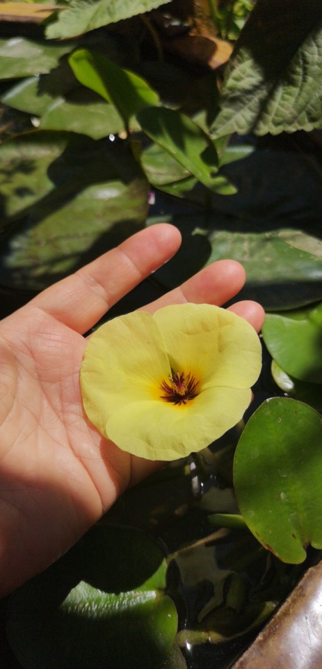 水中的诱惑——水罂粟