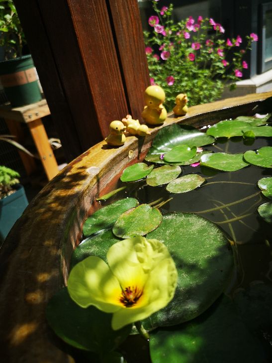 水中的诱惑——水罂粟