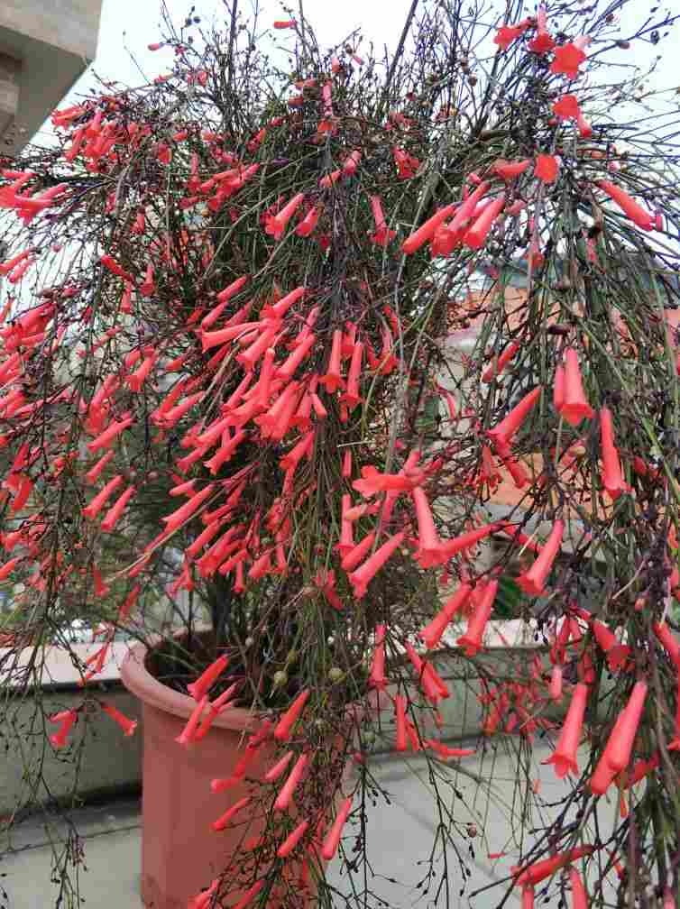 爆竹声中一岁除——爆仗竹