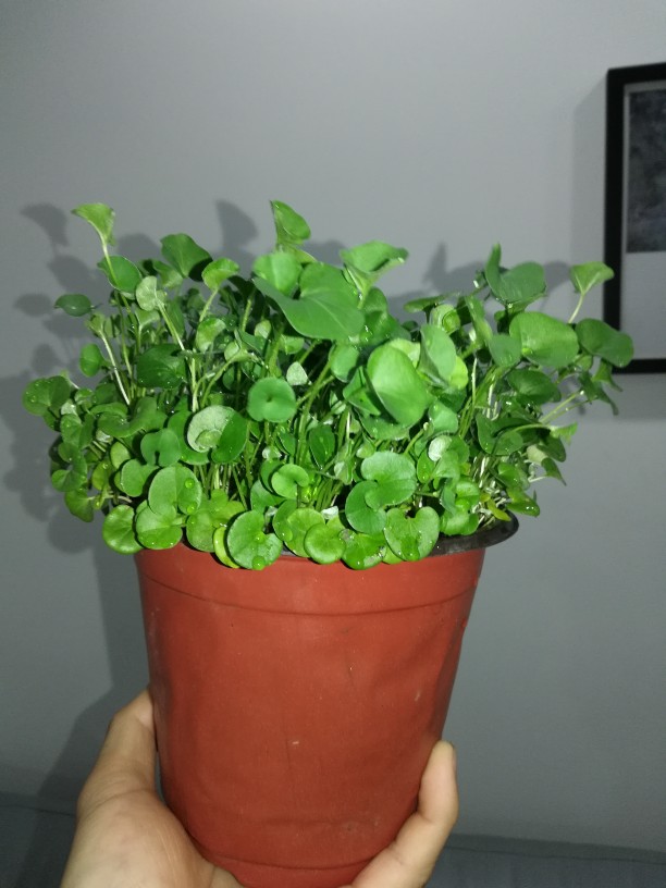 绿油油的马蹄——马蹄金