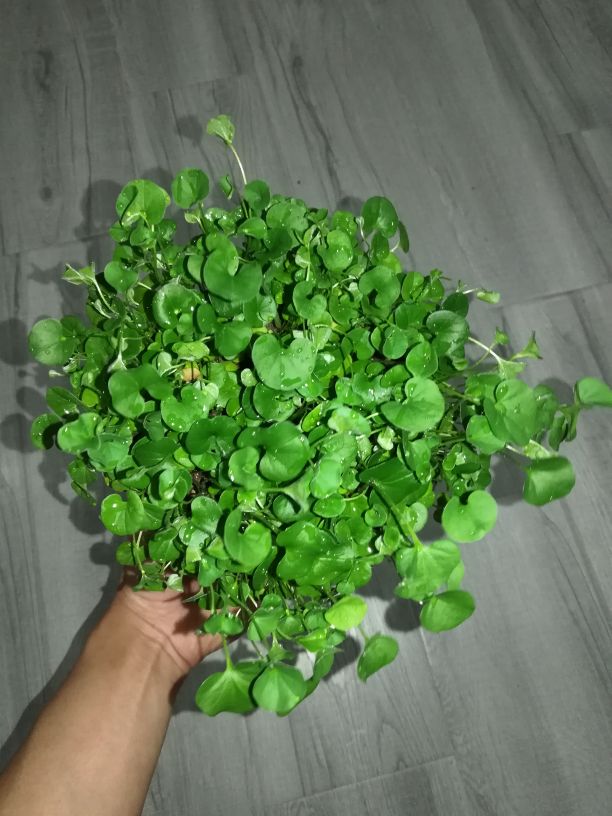 绿油油的马蹄金