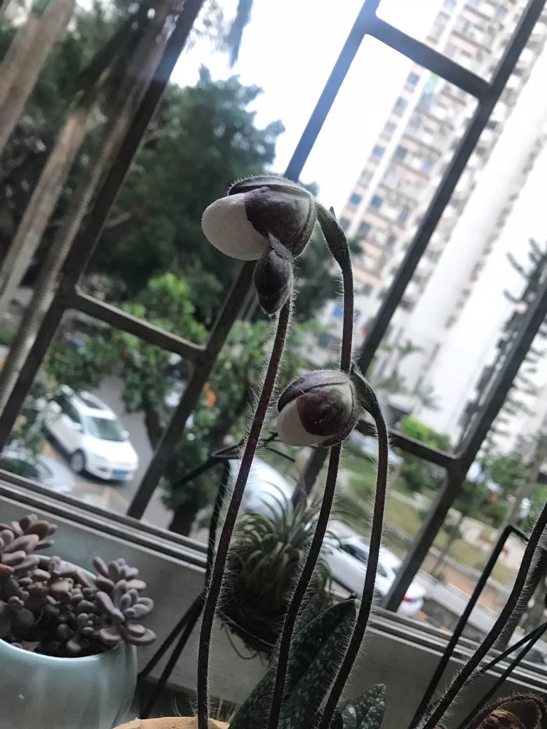 霸气侧漏的国王兜兰