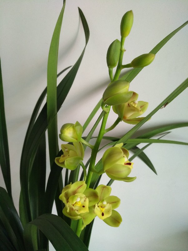 闪闪发光——绿宝石