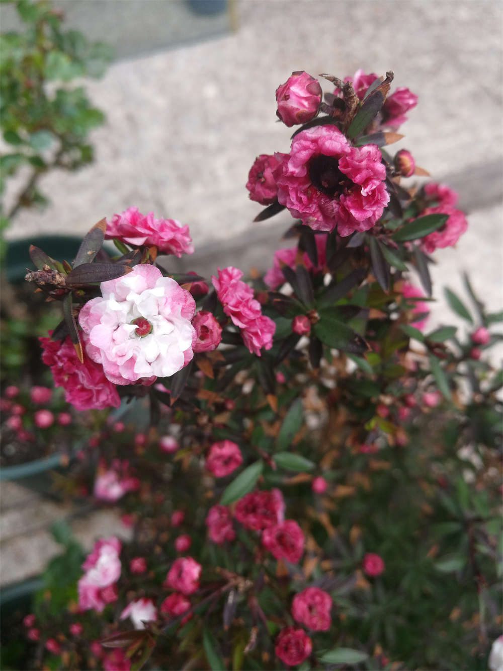 松叶牡丹——松红梅