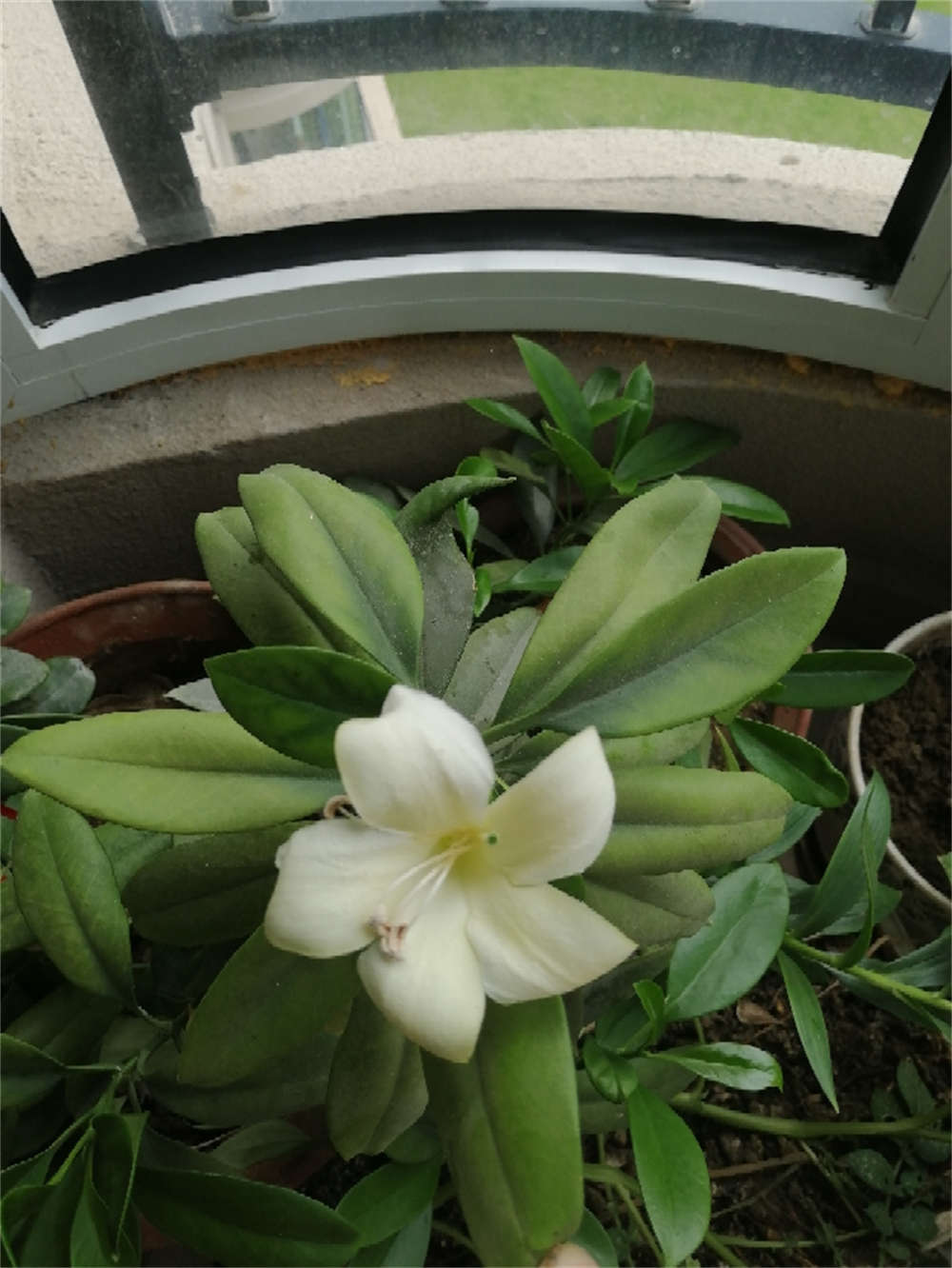 非洲茉莉，以花传情