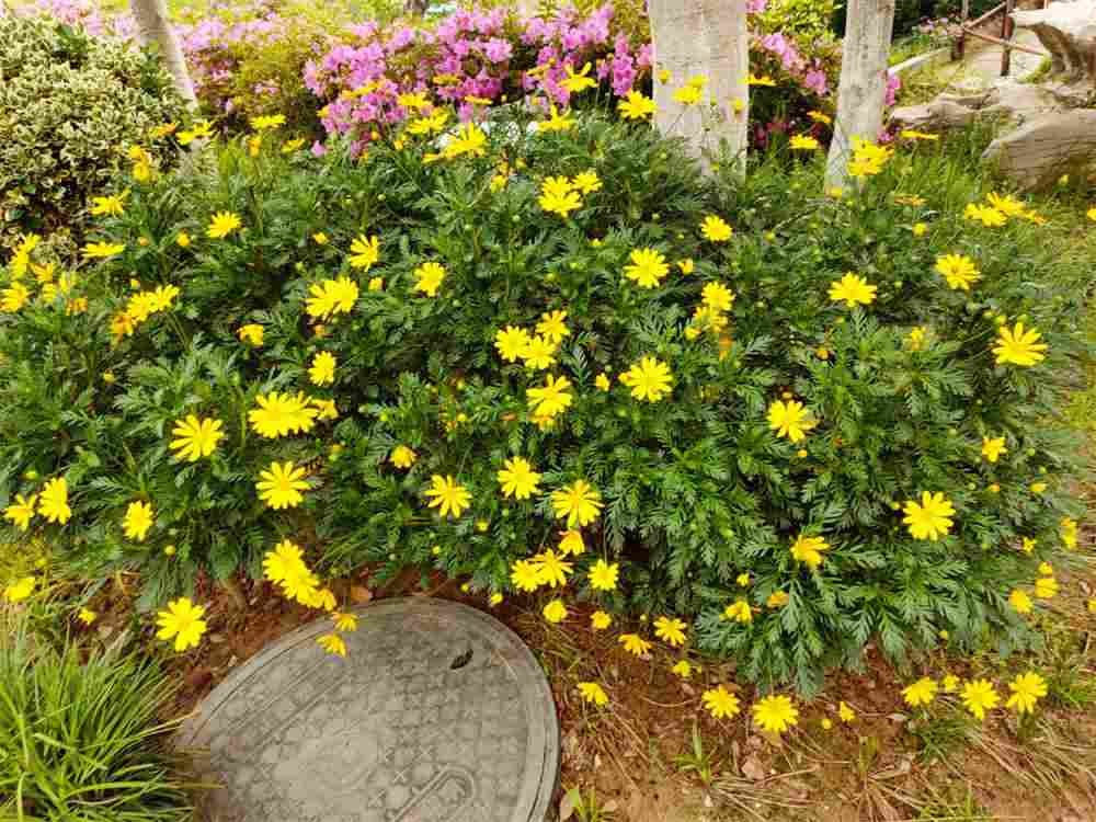 茼蒿菊与蜜蜂为舞