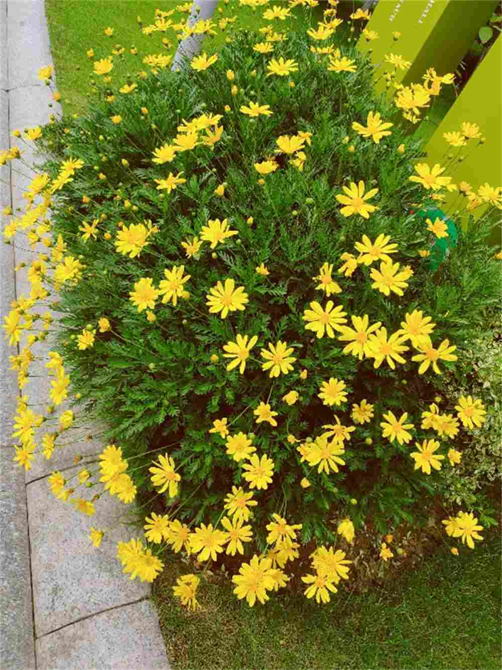 花园一角茼蒿菜