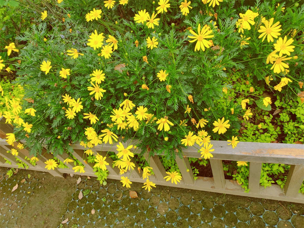 茼蒿菊美图赏析