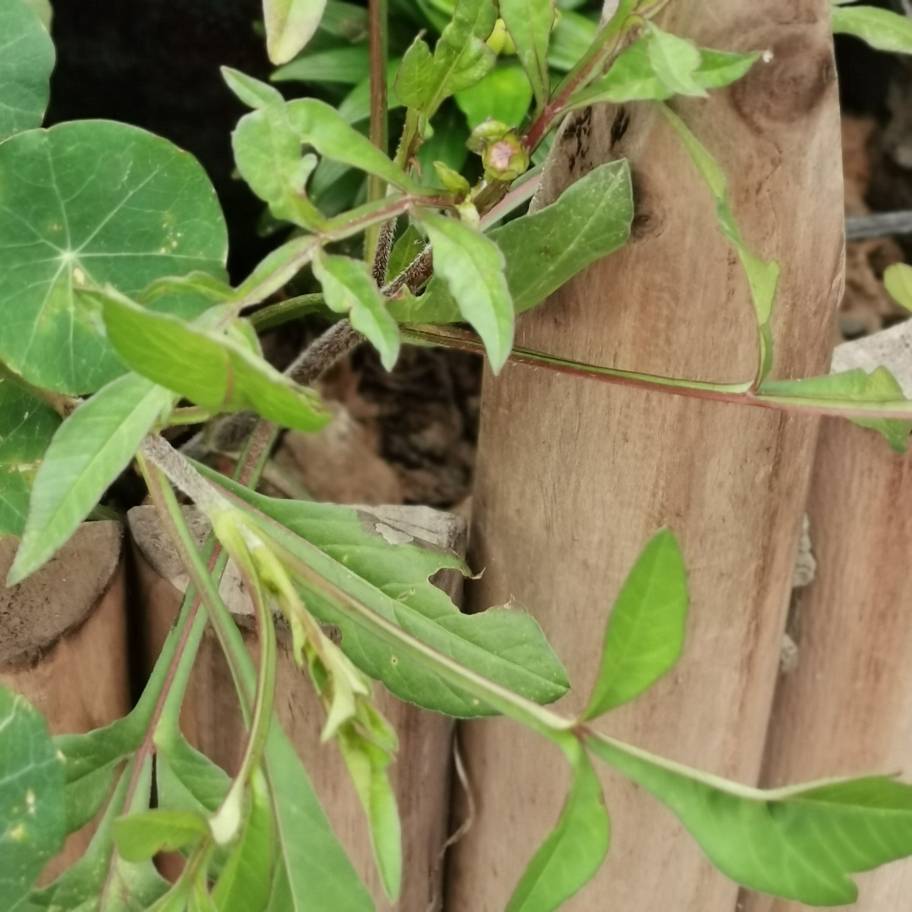 还让不让人好好看花了——巧克力秋英