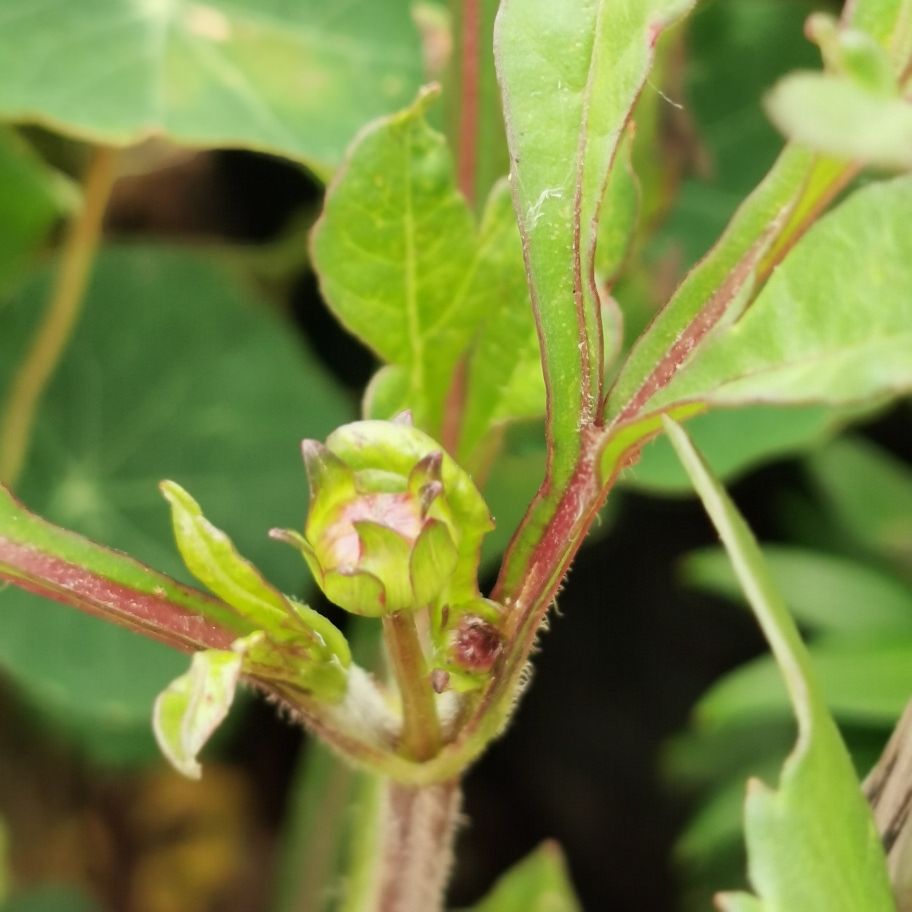 浓情巧克力秋英