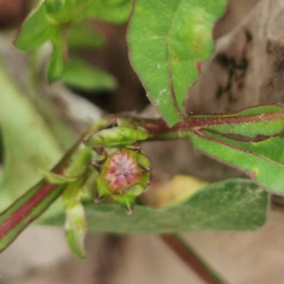 黑化的巧克力秋英