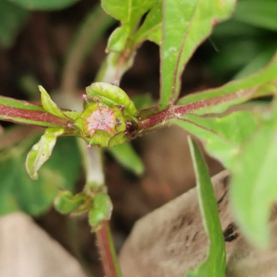 大气的巧克力秋英