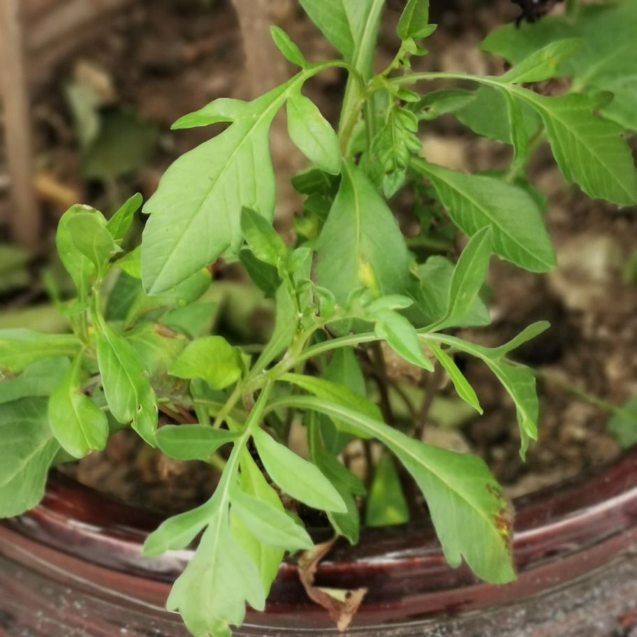 一块巧克力秋英