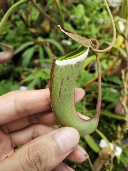 猪笼草图片欣赏