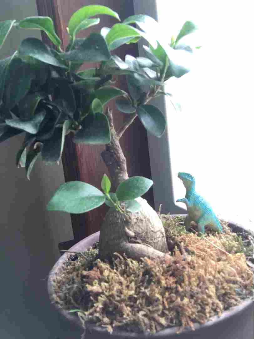 最大的木本植物——榕树盆景