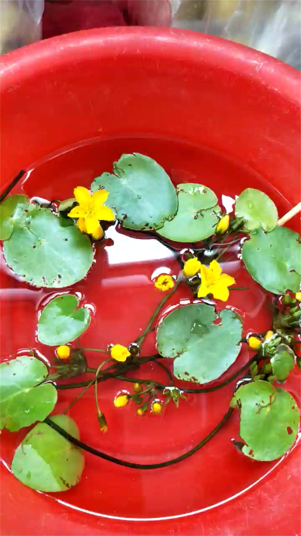 萍蓬草，水上的精灵