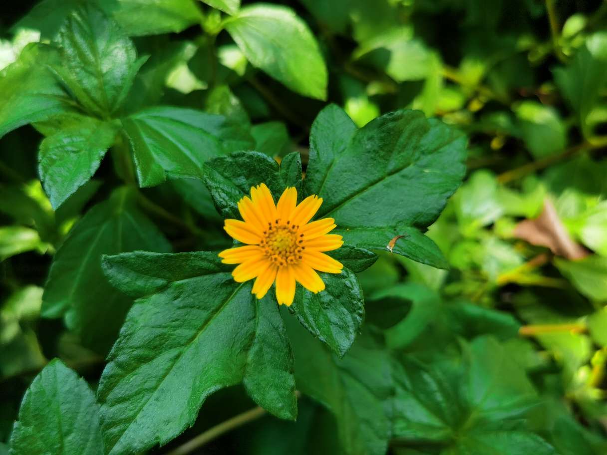 一枝大大的蟛蜞菊