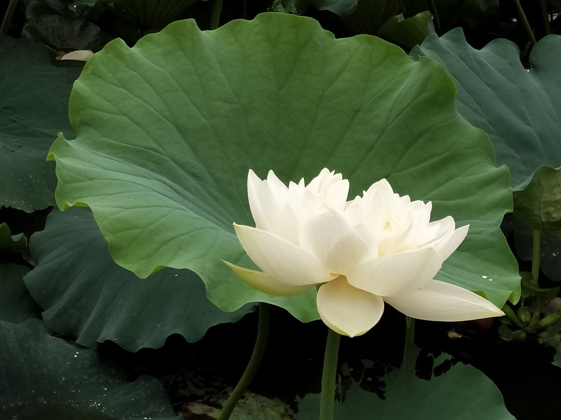 白色荷花——白荷