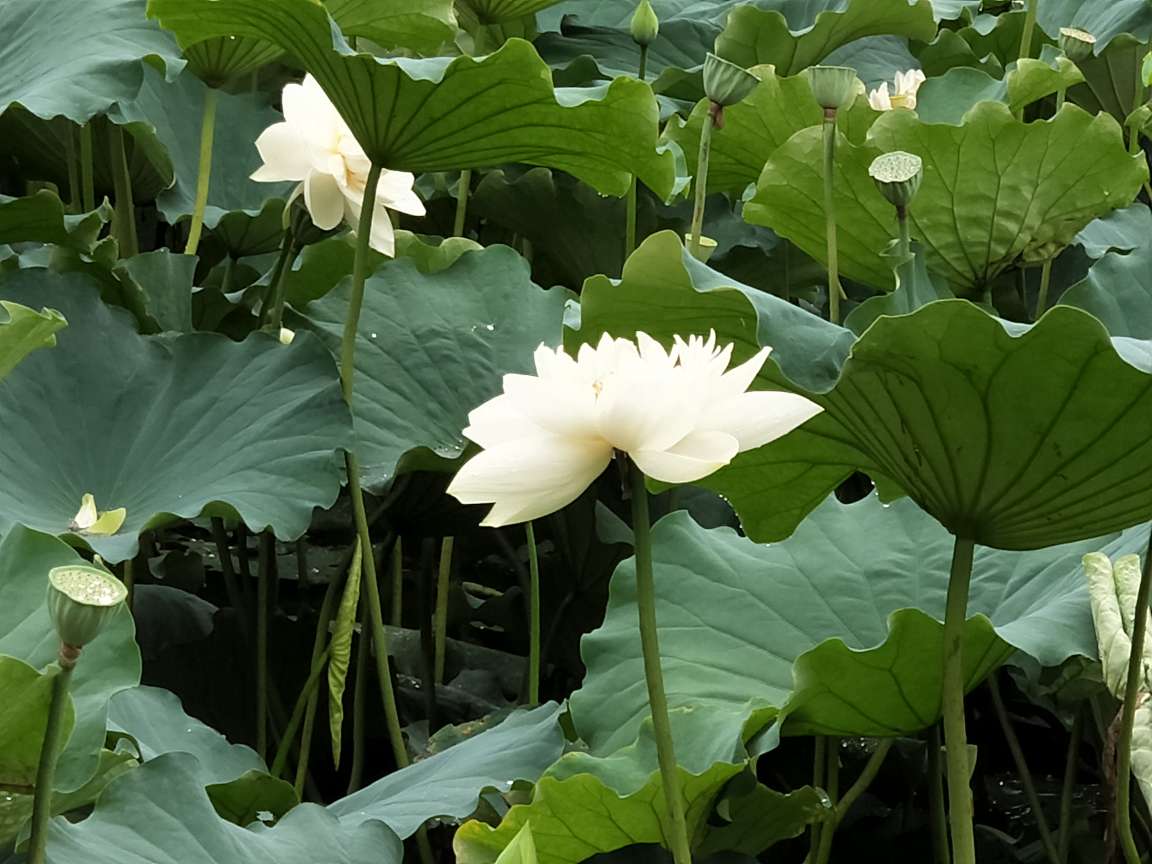 白色雅士——白荷