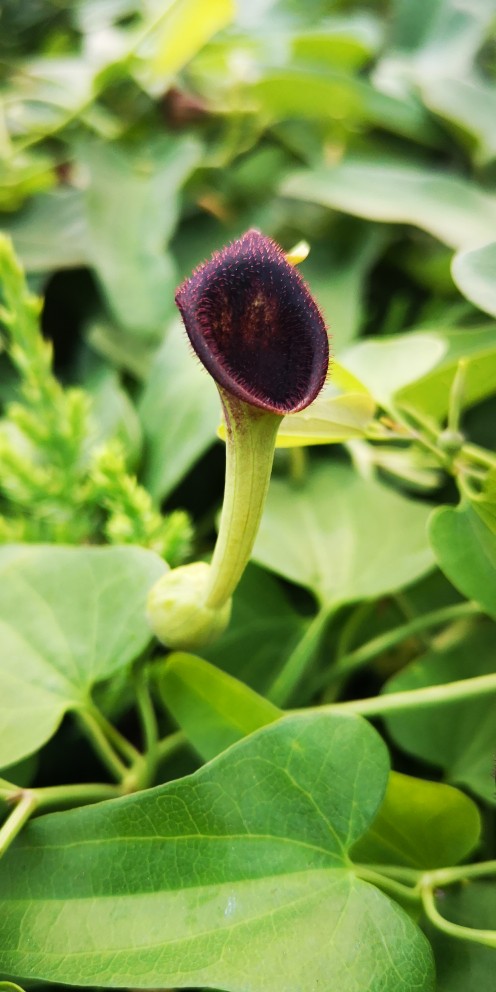 藤本植物马兜铃