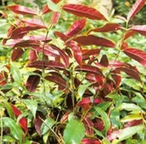 红背桂，鲜艳的颜色