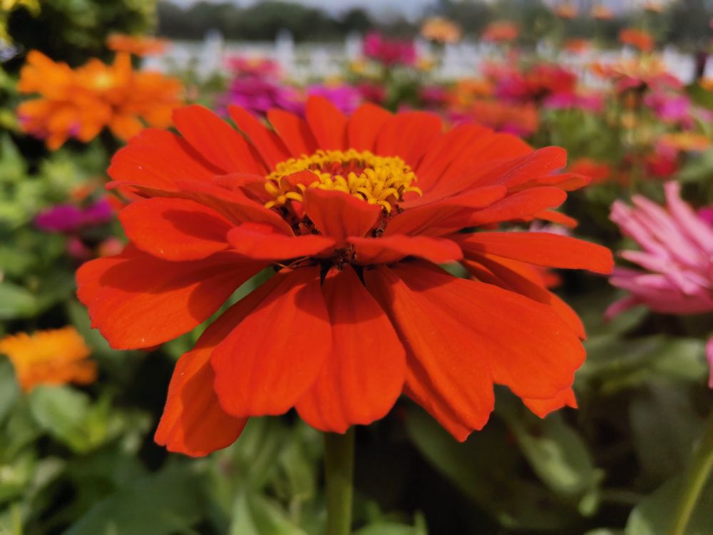 花有百日红——百日草