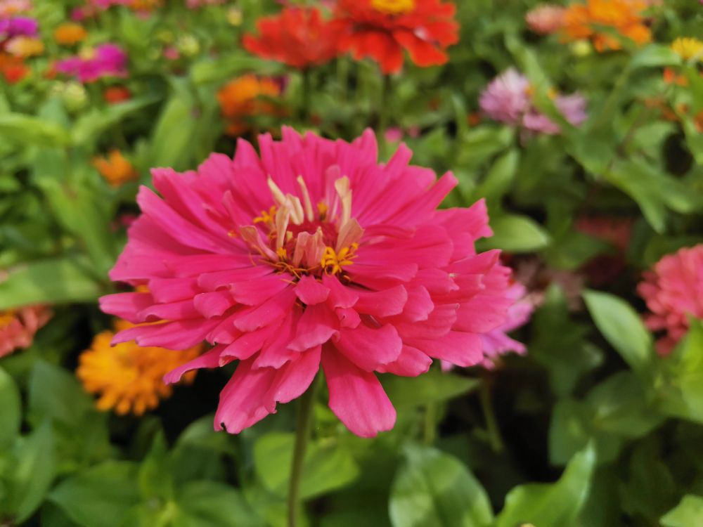 百日草图片欣赏