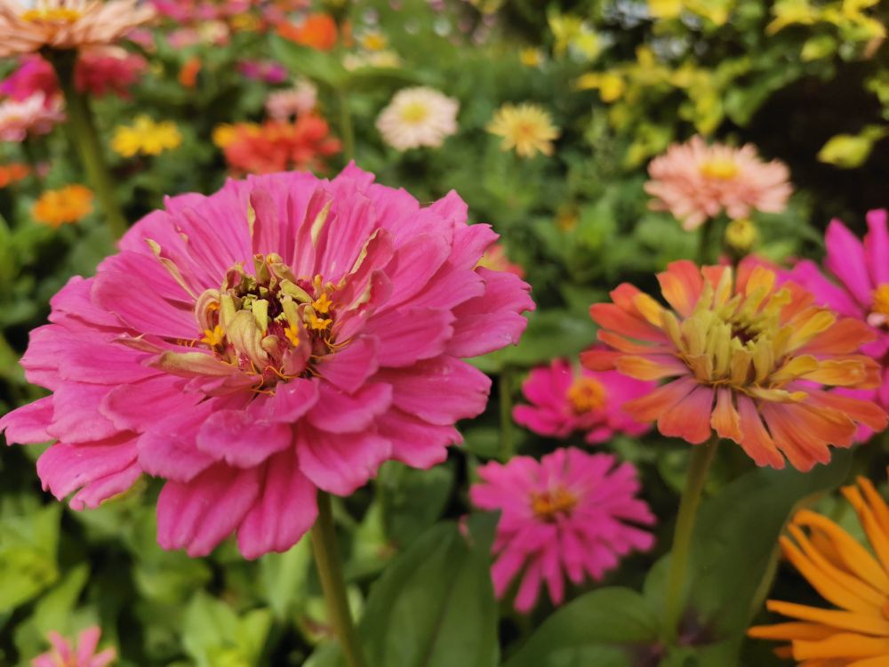 百日草美图欣赏