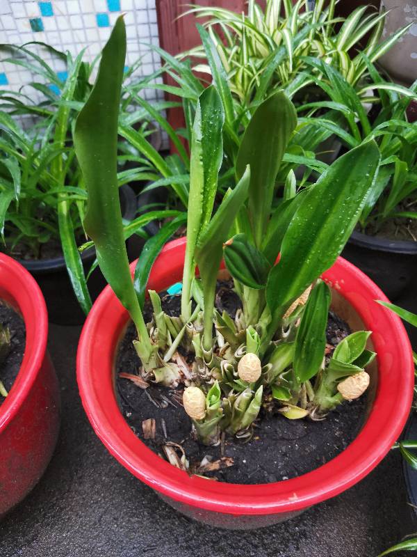 白玉粉黛万年青