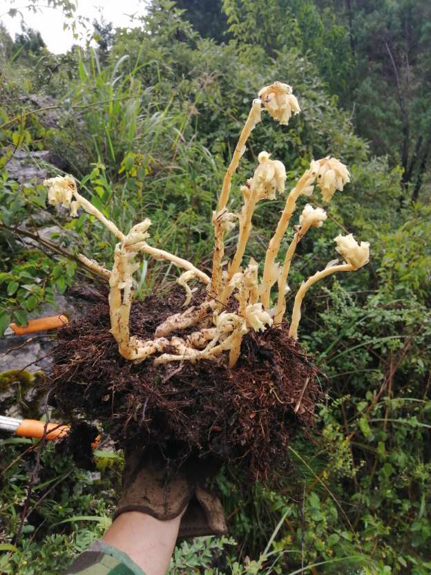 幽灵之花——水晶兰图片