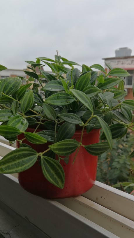 小小叶子——荷叶椒草