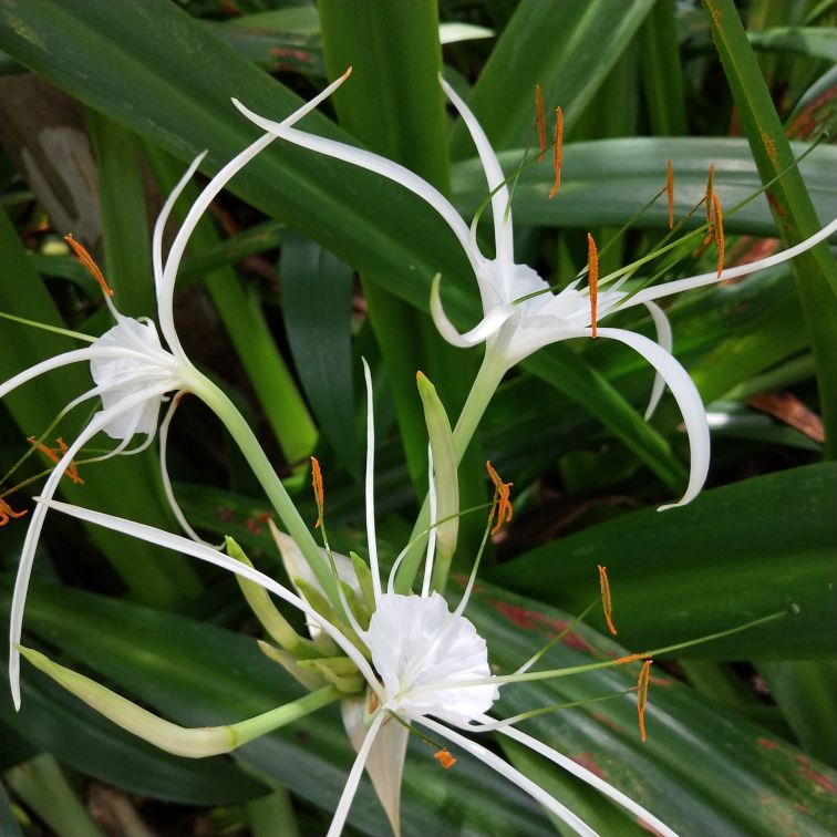 亭亭玉立的水鬼蕉