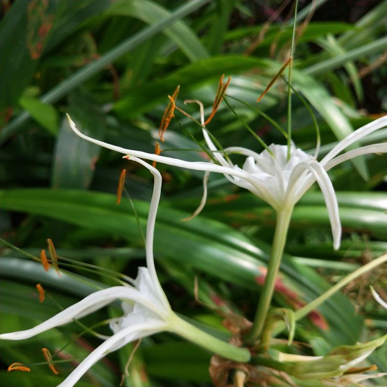 形似蜘蛛的水鬼蕉