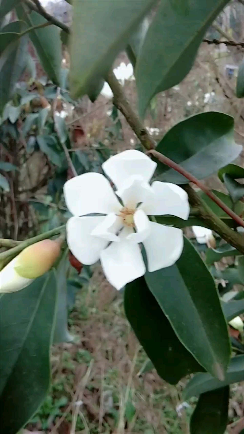 她在丛中，深山含笑